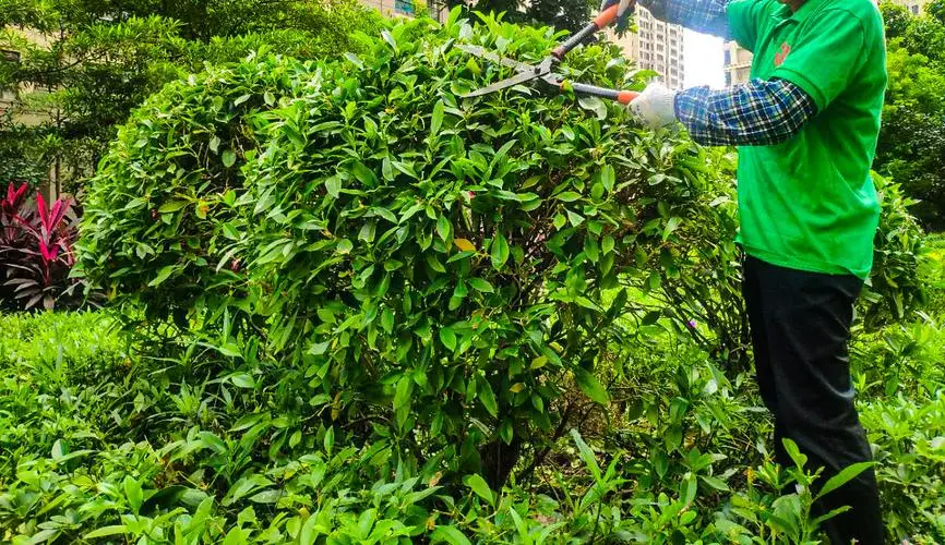 绿化工程造价结算流程怎么写
