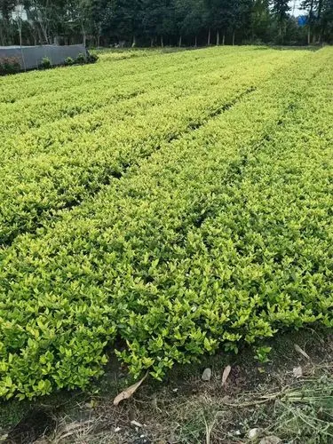 绿化工程如何应用于工业区域和废弃地块的再利用？